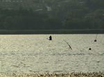 SX18861 Grey heron flying over Lago di Annone.jpg